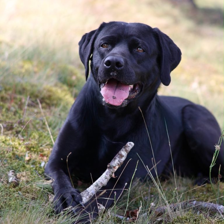 Schwarzer Labrador entspannt im Gras, mit einem Stock neben sich.