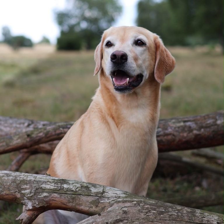 Heller Labrador am Baum